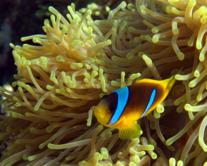 Wadi Gimal - Underwater